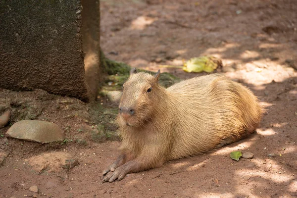 Capybara Hydrochoerus Hydrochaeris Στο Ζωολογικό Κήπο — Φωτογραφία Αρχείου
