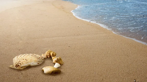Крупный План Снарядов Песчаном Пляже Голубым Небом — стоковое фото