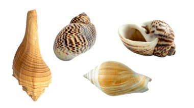 Deniz kabuğu koleksiyonu beyaz arkaplanda izole edildi