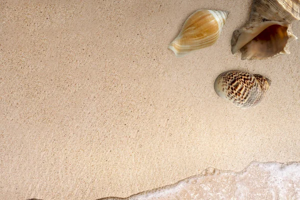 Морские Ракушки Океанскими Волнами Песчаном Пляже Природа — стоковое фото