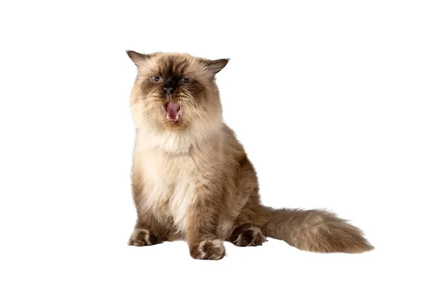 Portrait of a beige cat with open mouth expression isolated over white background. Cat face meme concept