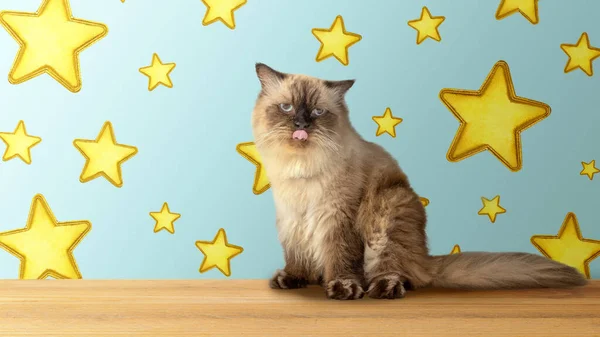Portrait of a beige cat celebrating a birthday party. Happy birthday cat concept