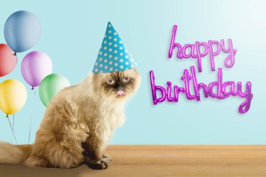 Doğum günü partisini kutlayan bej bir kedinin portresi. Mutlu yıllar kedi konsepti