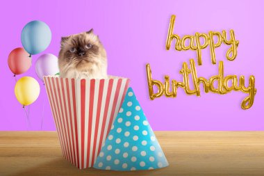 Doğum günü partisini kutlayan bej bir kedinin portresi. Mutlu yıllar kedi konsepti