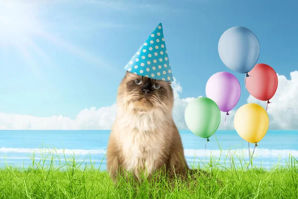 Retrato Gato Bege Comemorando Uma Festa Aniversário Feliz Aniversário Gato — Fotografia de Stock