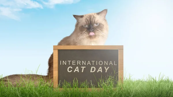国際猫の日のメッセージとベージュの猫の肖像画 国際猫の日のコンセプト — ストック写真