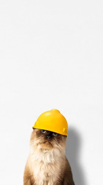 Бежевая Кошка Защитном Шлеме Концепция Дня Труда — стоковое фото