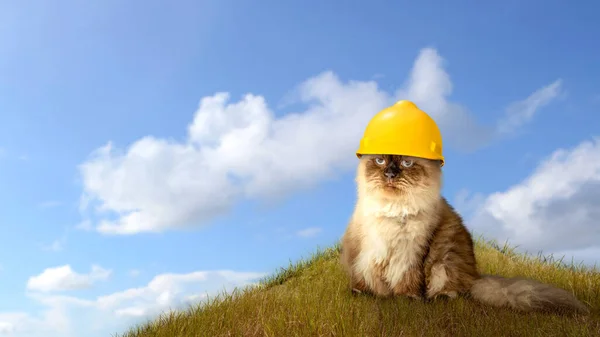 Beige Katt Bär Säkerhetshjälm Begreppet Arbetsdag — Stockfoto