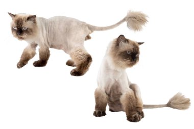 Portrait of a persian beige cat isolated over a white background. It just having lion cut grooming clipart