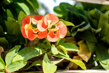 Mutluluk çiçeğinin yakın görüntüsü. Mutluluk bitkisi