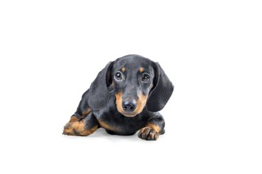 Beyaz arka plan üzerinde izole dachshund köpek