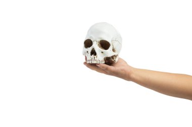 Beyaz arka planda izole edilmiş insan kafatası.