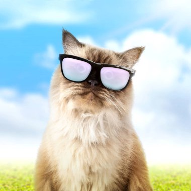 Sahada güneş gözlüklü bej bir kedinin portresi. Sevimli hayvan konsepti.