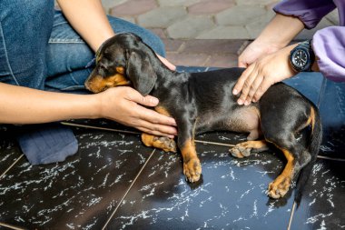 Veteriner, aşıyı evdeki dachshund köpeğine veriyor.