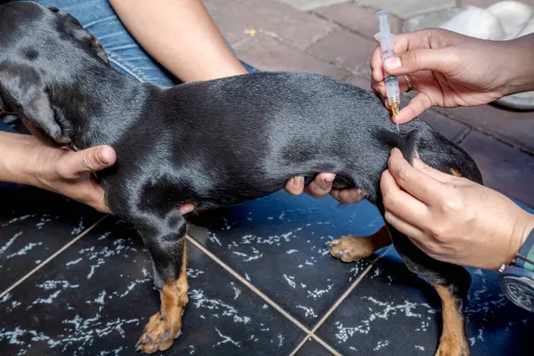 Veterinary giving the vaccine to dachshund dog at home