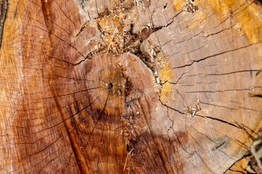 Doku arkaplanı için ağaç gövdesinin yakın görüntüsü