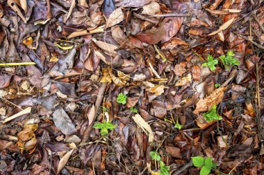 Mevsimlik arka plan için yere düşen yaprakların yakın görüntüsü
