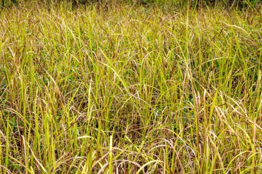 Sahadaki yeşil çimlerin yakın görüntüsü