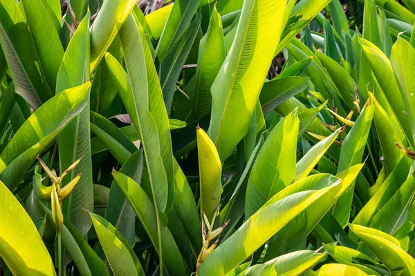 Close-up view of the green tropical leaf. Tropical foliage