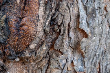 Doku arkaplanı için ağaç gövdesinin yakın görüntüsü