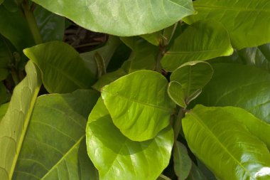 Yeşil tropikal yaprağın yakın görüntüsü. Tropikal yapraklar
