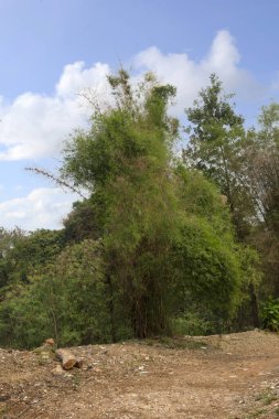 Sahadaki ağaçların mavi bir arka planı var.
