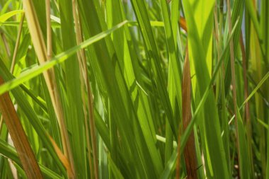 Sahadaki yeşil çimlerin yakın görüntüsü