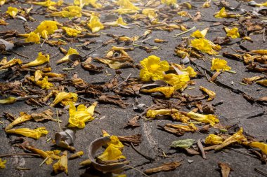 Mevsimlik arka plan için yere düşen yaprakların yakın görüntüsü