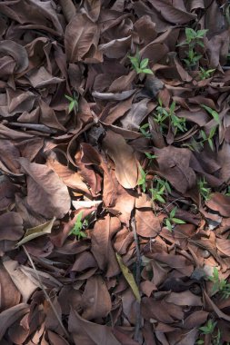 Mevsimlik arka plan için yere düşen yaprakların yakın görüntüsü