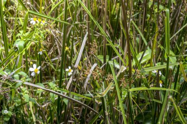 Sahadaki yeşil çimlerin yakın görüntüsü