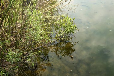 Gölün kıyısındaki yeşil çimlerin yakın görüntüsü