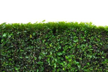 Duvardaki yeşil sarmaşık sarmaşıkları beyaz bir arkaplanda izole edilmiş.