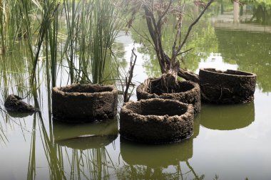 Gölde güneş ışığı arka planında Reed otları