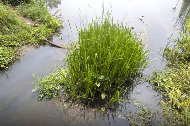 Gölde güneş ışığı arka planında Reed otları