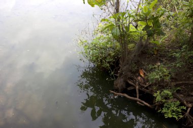 Gölün kıyısındaki yeşil çimlerin yakın görüntüsü