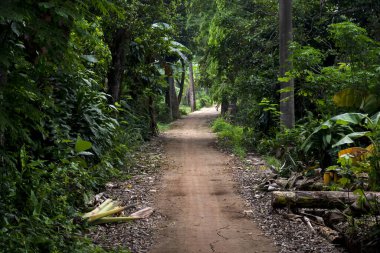 Kırsal yoldaki ağaçlar mavi gökyüzü arka planına sahipler