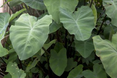 Yeşil tropikal yaprağın yakın görüntüsü. Tropikal yapraklar