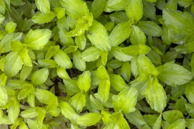 Yeşil tropikal yaprağın yakın görüntüsü. Tropikal yapraklar