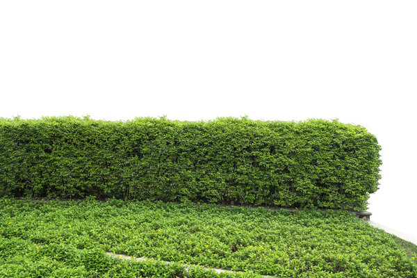 Green bush isolated over white background