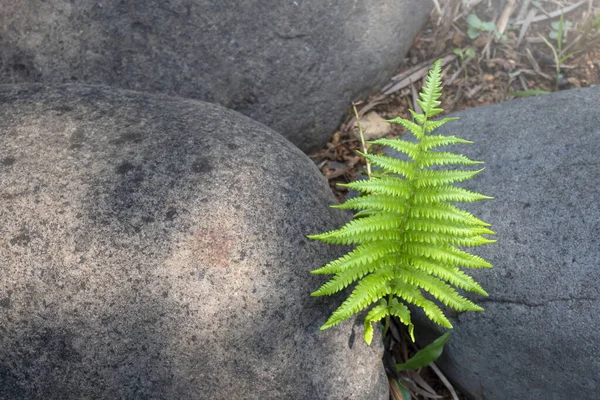 Close-up view of the green tropical leaf. Tropical foliage