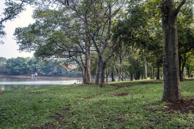 Parktaki ağaçların mavi bir arka planı var.