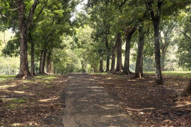 Kırsal yoldaki ağaçlar mavi gökyüzü arka planına sahipler