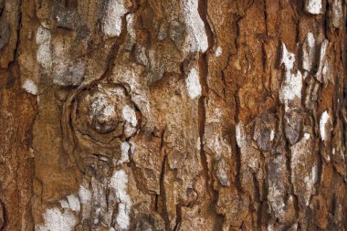 Doku arkaplanı için ağaç gövdesinin yakın görüntüsü
