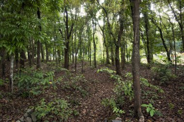 Sahadaki ağaçların mavi bir arka planı var.