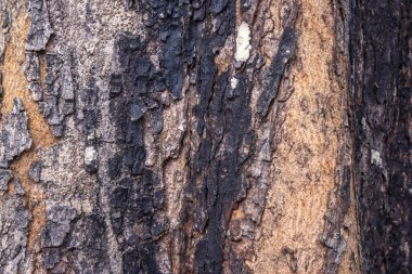 Doku arkaplanı için ağaç gövdesinin yakın görüntüsü