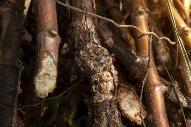 Yerdeki kurumuş dalların yakın görüntüsü