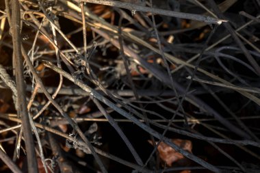 Yerdeki kurumuş dalların yakın görüntüsü