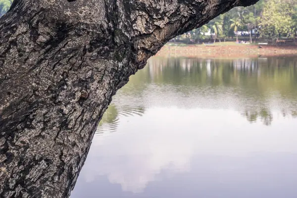 Göl kenarındaki ağaçların mavi bir arka planı var.