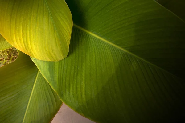 Close-up view of the green tropical leaf. Tropical foliage