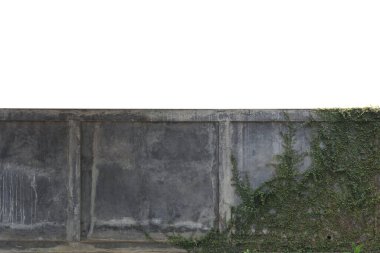 Beyaz arka planda yeşil sarmaşıklı çimento siyah duvar.